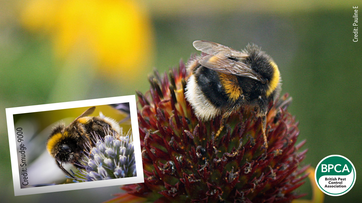 White-tailed bumblebee Bombus lucorum identification UK White-tailed bumblebee Bombus lucorum identification UK